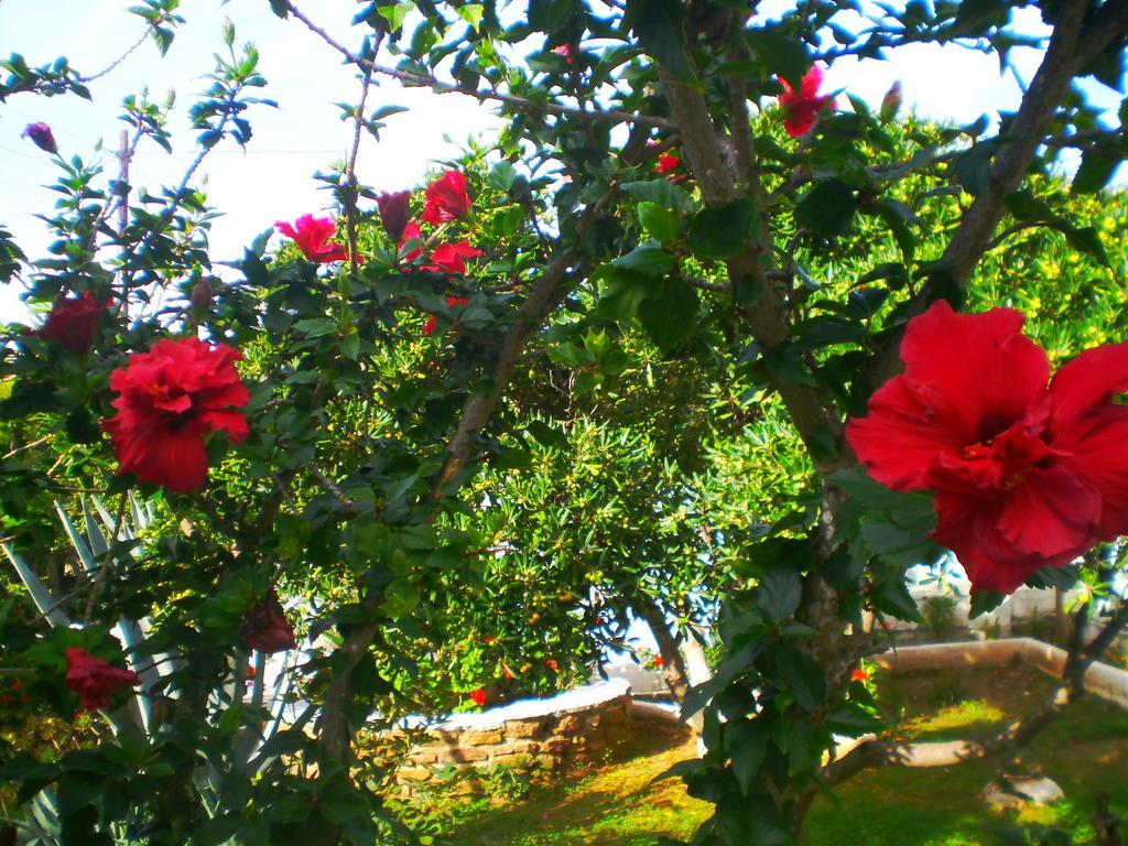 Paros Rita Studios Piso Livadi Kamer foto